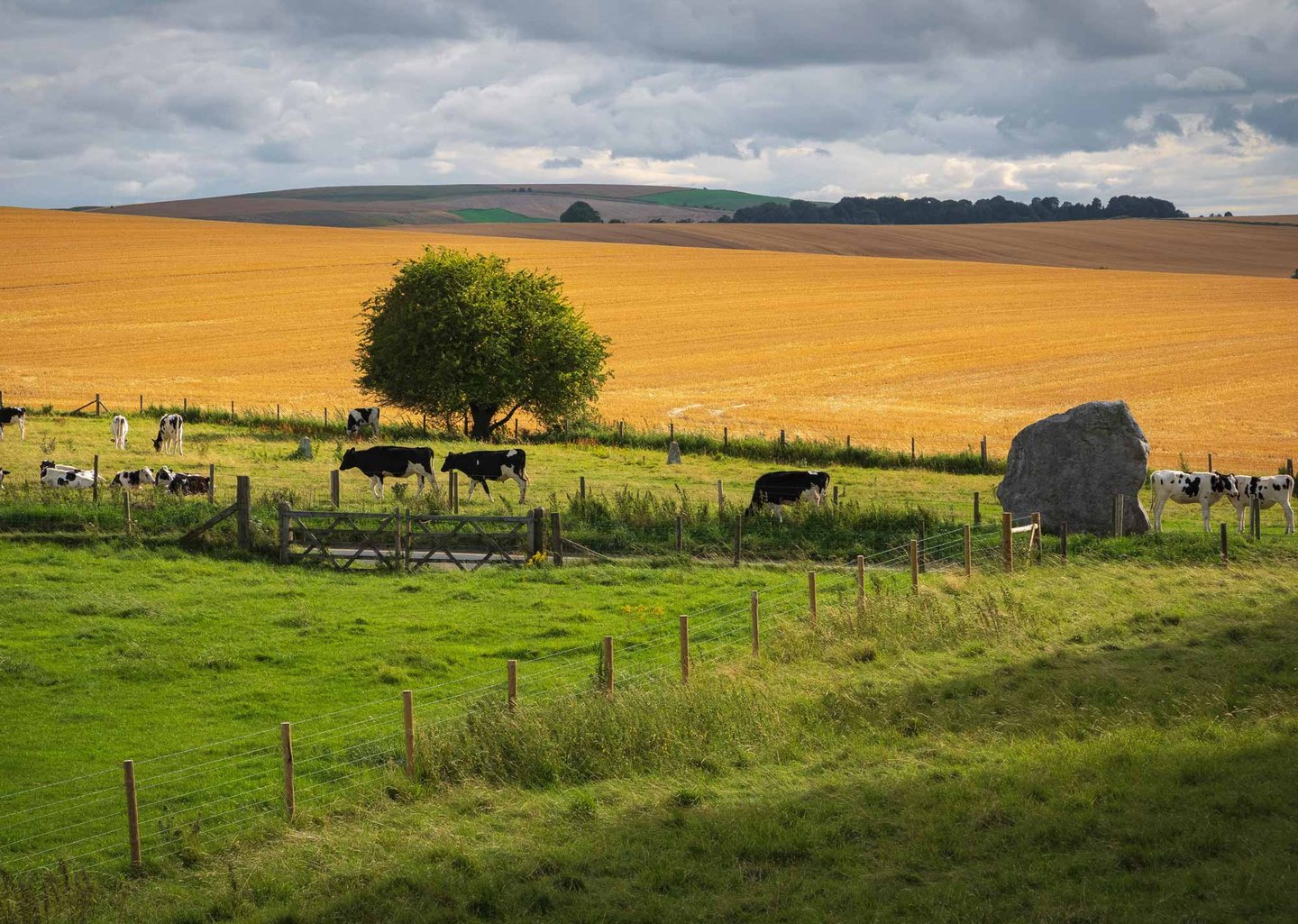 A rural British farm landscape with black and white cows grazing in a green pasture beside a golden wheat field—highlighting the beauty and complexity of estate management