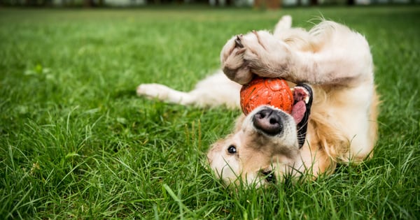 RSPCA