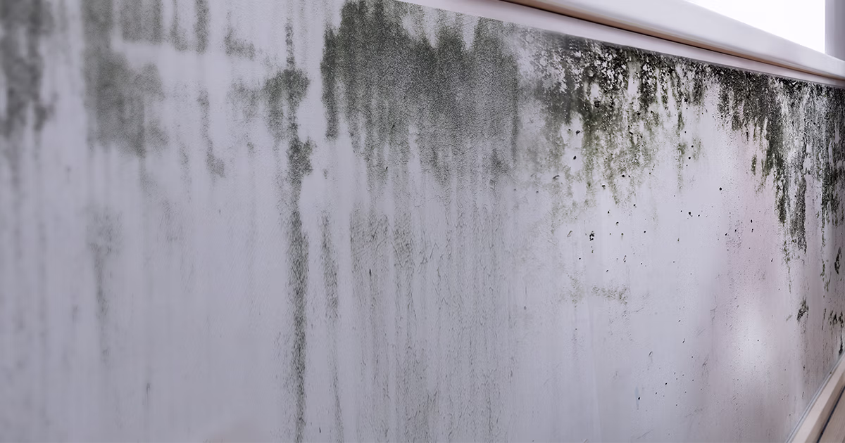 awaabs-law-damp-and-mould-webinar